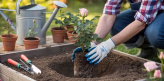 Sadzenie i przesadzanie róż – kiedy, jak głęboko i błędy
