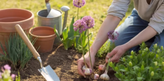 Czosnek ozdobny uprawa – sadzenie i odmiany